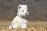 WESTIE 220